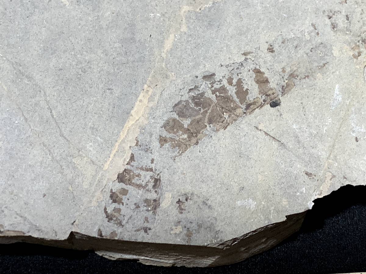 大量死した三尾蜉蝣・１・125g（中国産化石標本）_画像8