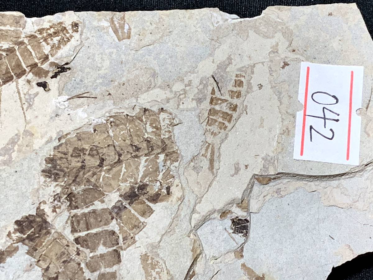 大量死した三尾蜉蝣・１・125g（中国産化石標本）_画像5