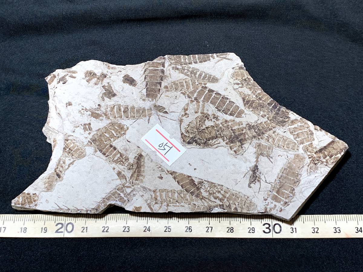  large amount . did three tail ..*3*177g( China production fossil specimen )
