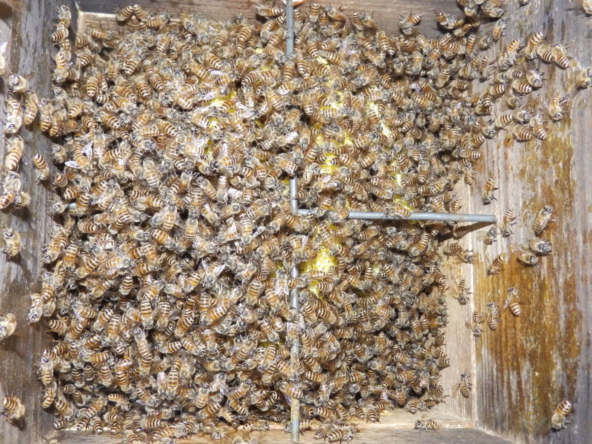 日本蜜蜂 日本ミツバチ 二ホンミツバチ 日本みつばち 日本ミツバチ研究
