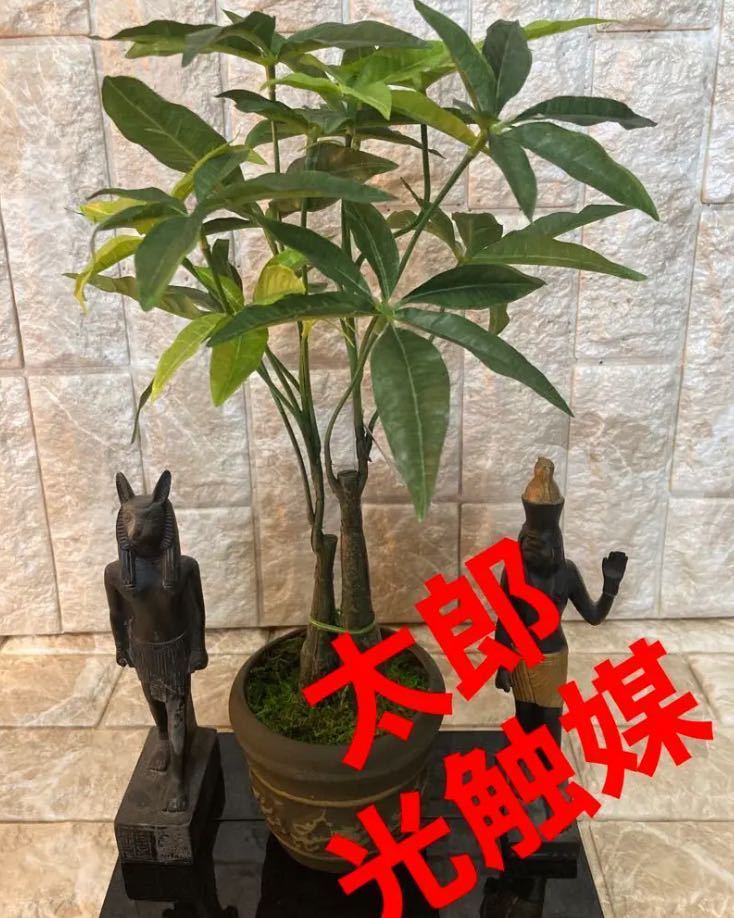 光触媒 人工観葉植物 ウォールグリーン フェイクグリーン ツツジ110110