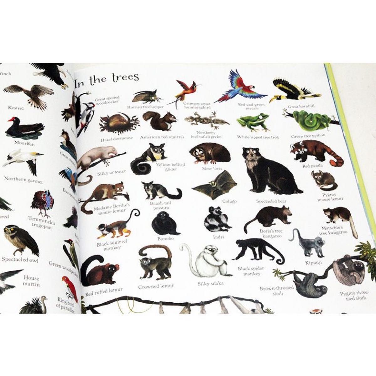 【正規輸入品】Usborne 1000 things animals  洋書 英語絵本 英語勉強 