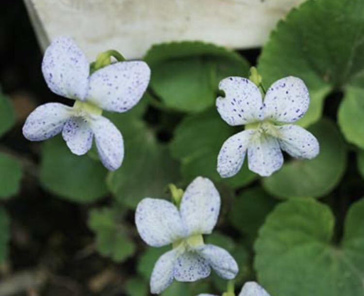 花の種☆宿根ビオラ☆ビオラ　フレックス☆吹っかけスミレ☆白花に紫色で吹きかけたような綺麗なお花☆10個_画像1