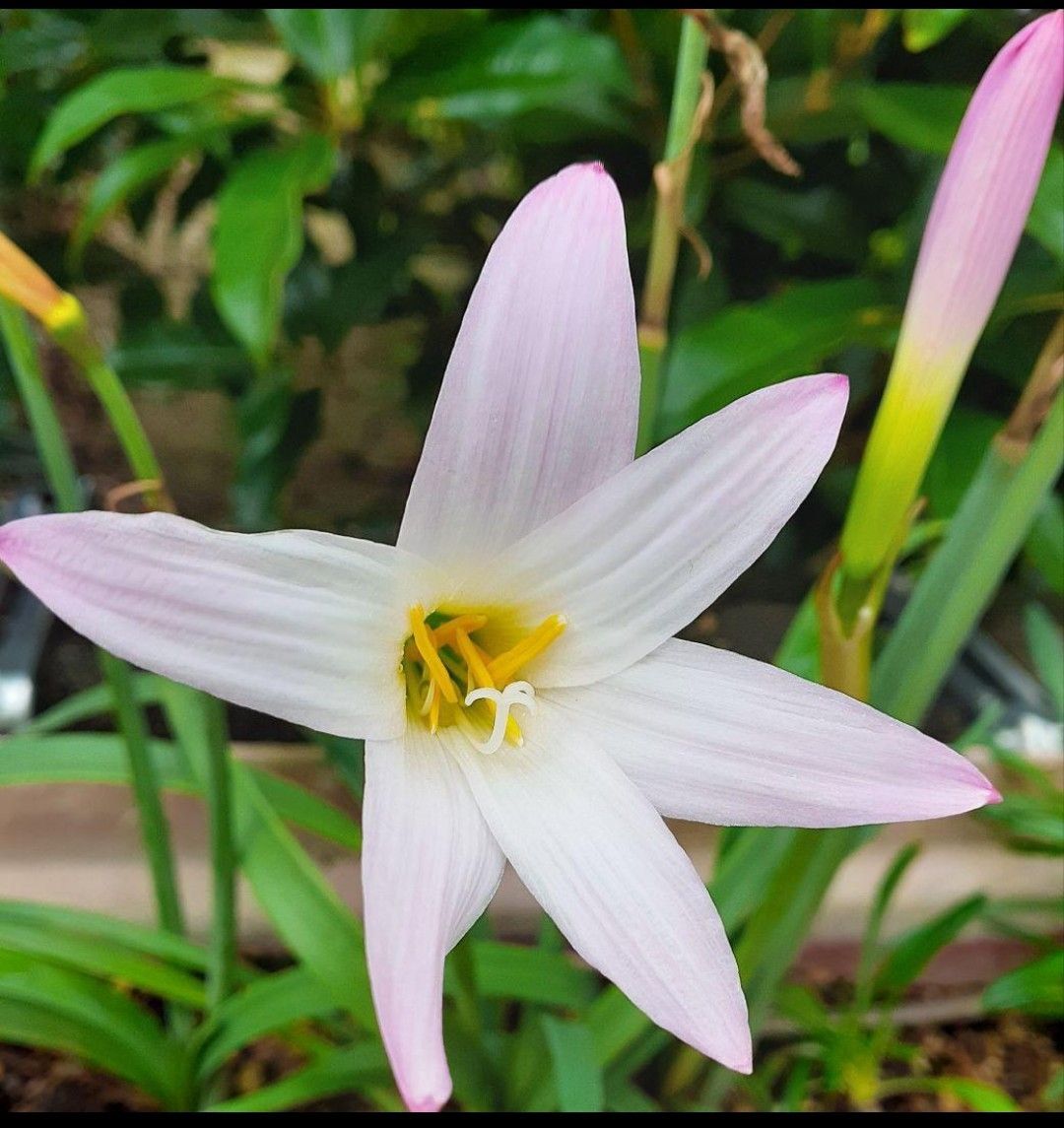 花の球根＆苗（宿根草）