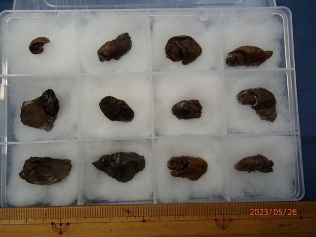 〇化石標本 白亜紀のタニシ(12個1セット)の画像2