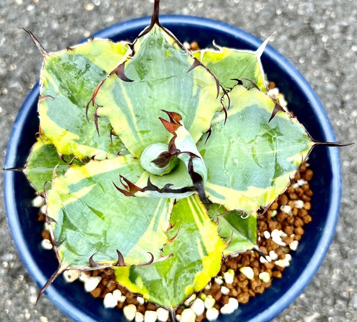 アガベ 多肉植物 チタノタ ブラック&ブルー錦 ブルーダイヤモンド 厳選