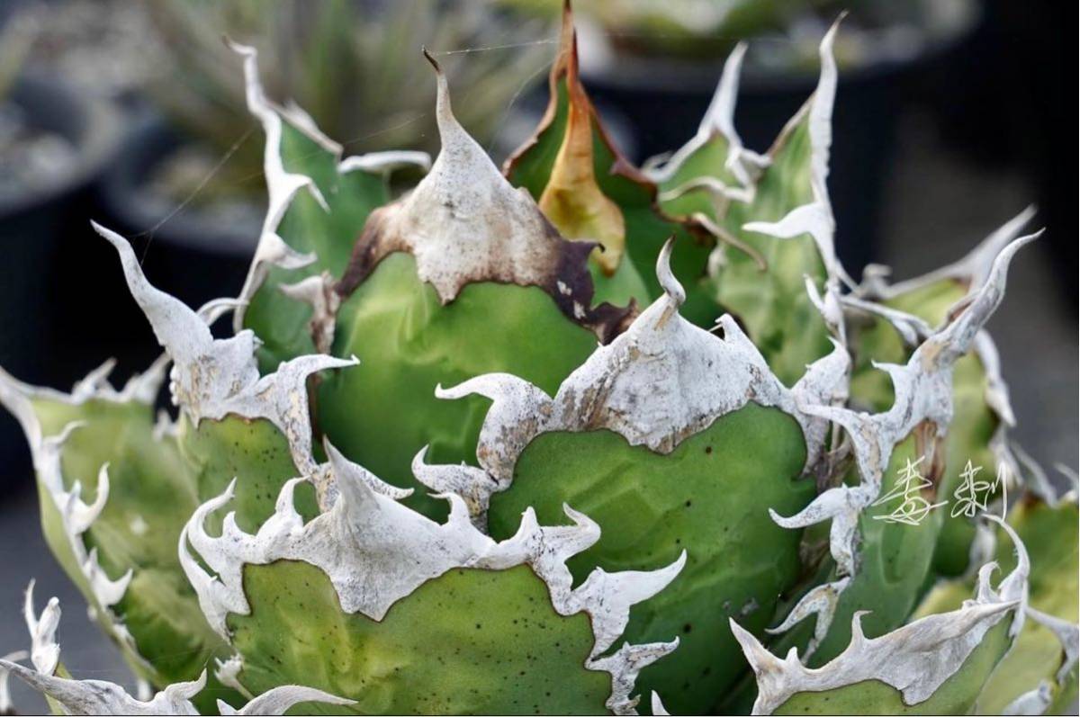 Yahoo!オークション - アガベ 多肉植物 チタノタ Mesmerizing Yahoo!オークション - アガベ 多肉植物 チタノタ Mesmerizing