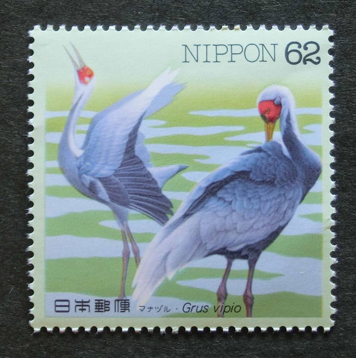 K1379b　水辺の鳥　第7集　マナズル　62円　1993.3.31　未使用　_画像1