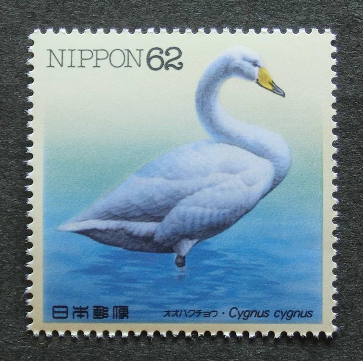 K1372d　水辺の鳥　第4集　オオハクチョウ　62円　1992.3.25　未使用　_画像1