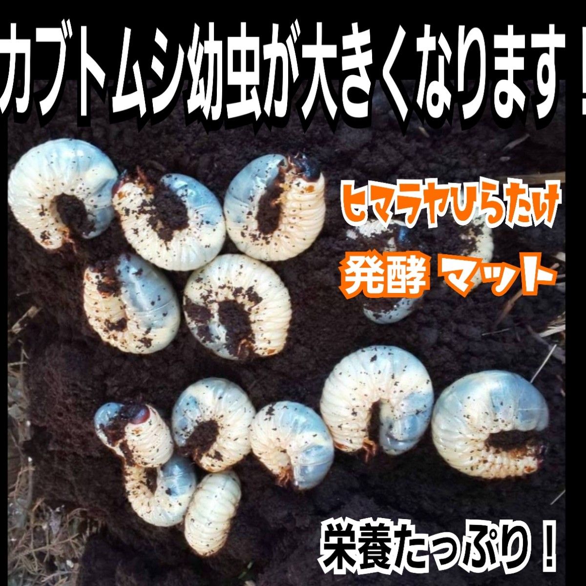 カブトムシ幼虫が大きくなります！　ヒマラヤひらたけ発酵マット【2袋】雑虫がわきません！　産卵にも抜群です！便利なチャック付き袋入り