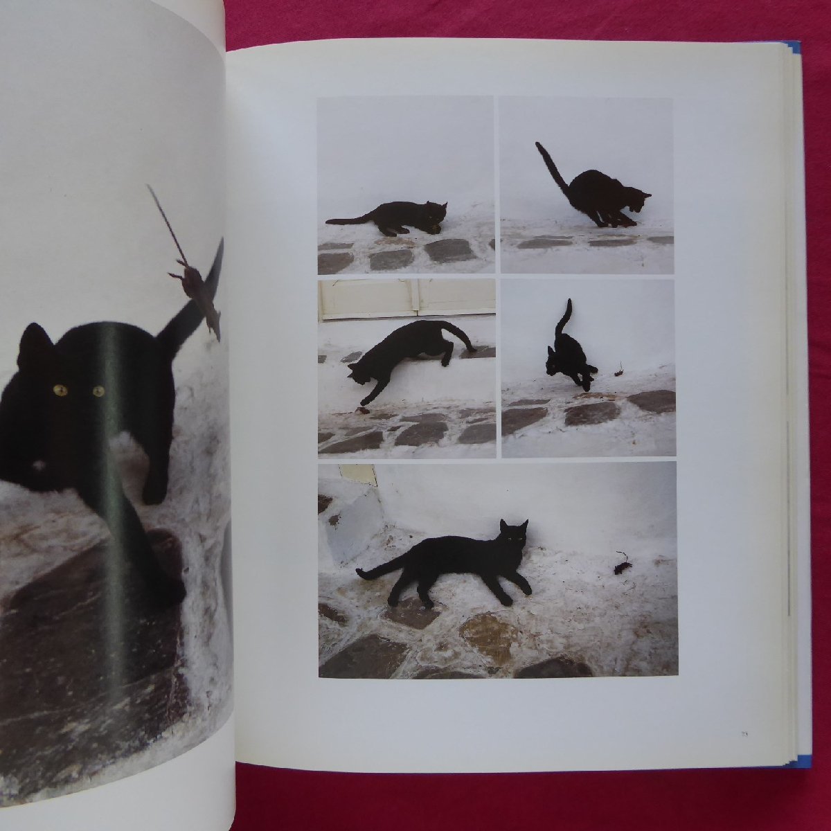 u2/ foreign book photoalbum [ Greece various island. cat ..:Cats of the Greek Islands/1993 year *Thames and Hudson]../ black cat 