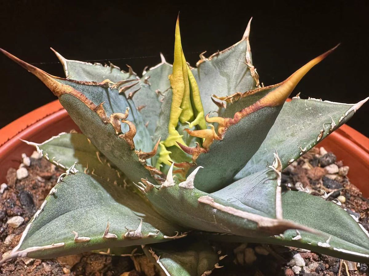 B-21多肉植物 アガベ チタノタ 海王 厳選発根済 | normanhubbard.com