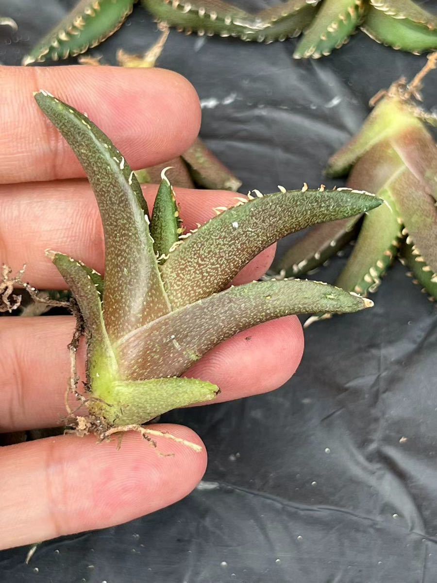 T-1多肉植物アガベ チタノタ レッドキャットウィーズル ゴリ猫 ' Red