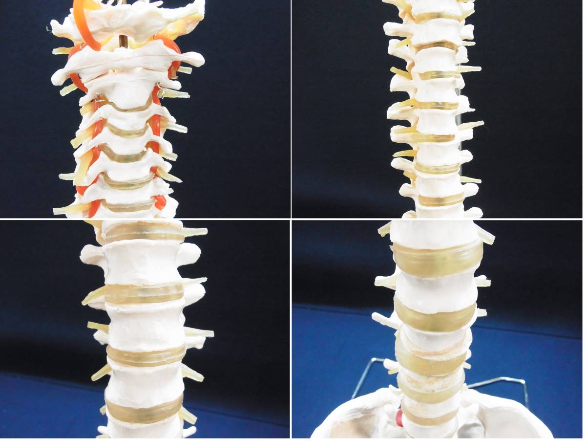 ▲骨格標本 脊髄模型 脊髄骨盤模型 スタンド付き 脊髄 骨盤 股関節 脊髄神経根 椎間板 吊り下げ式 骨 人体模型 骨格模型 実物大 医療▲160_画像7