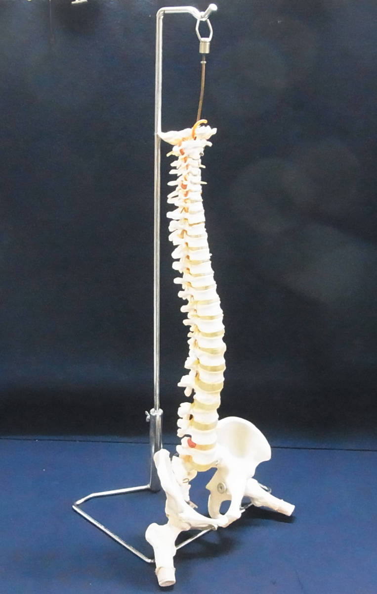 ▲骨格標本 脊髄模型 脊髄骨盤模型 スタンド付き 脊髄 骨盤 股関節 脊髄神経根 椎間板 吊り下げ式 骨 人体模型 骨格模型 実物大 医療▲160_画像1