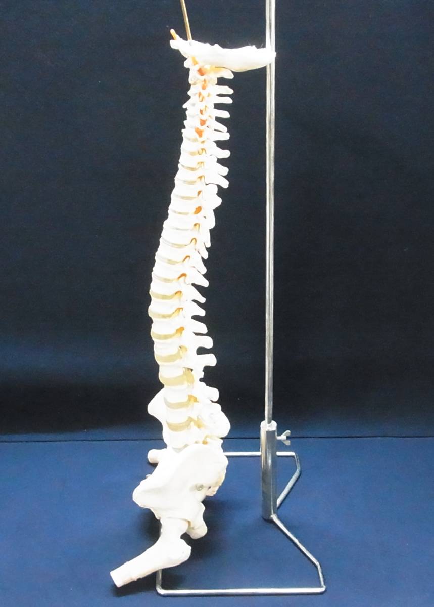 ▲骨格標本 脊髄模型 脊髄骨盤模型 スタンド付き 脊髄 骨盤 股関節 脊髄神経根 椎間板 吊り下げ式 骨 人体模型 骨格模型 実物大 医療▲160_画像3