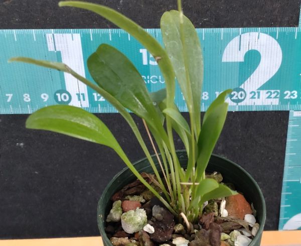 【北軽ガーデン】*熱帯植物*Platystele densiflora*洋ラン原種*プラティステレ*小型種*パルダリウム向き*エクアドル原産*_画像3