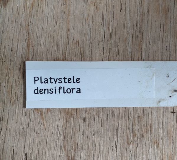 *熱帯植物*Platystele densiflora*洋ラン原種*プラティステレ*小型種*パルダリウム向き*エクアドル原産*