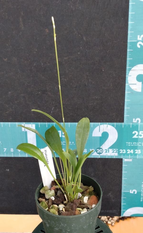 【北軽ガーデン】*熱帯植物*Platystele densiflora*洋ラン原種*プラティステレ*小型種*パルダリウム向き*エクアドル原産*_画像2