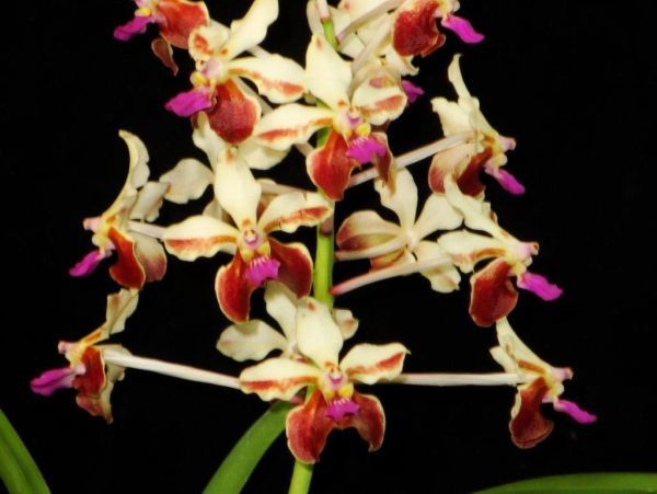 Yahoo!オークション - HIF洋蘭 342 V. lamellata 'Giant 4N' (MC) Yahoo!オークション - HIF洋蘭 342 V. lamellata 'Giant 4N' (MC)