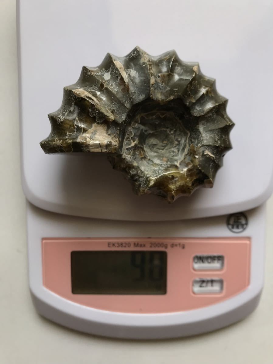 マダガスカル産アンモナイト-ドウビレイセラス・マミラータム（Douvilleiceras mammilatum）98g 6.3cm の画像3