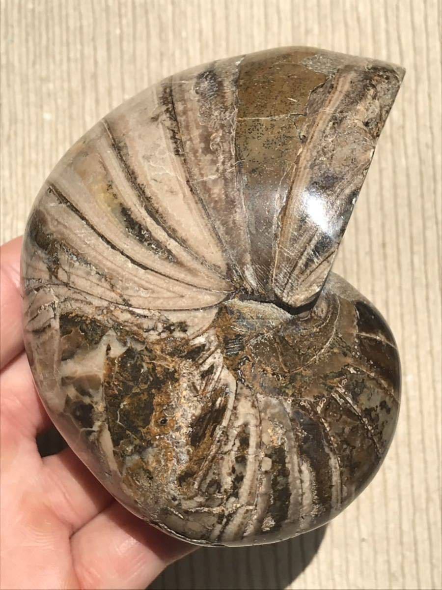 マダガスカル産オウムガイノーチラス・アンモナイト化石約9.7cm 総重量410g 研磨個体 の画像5