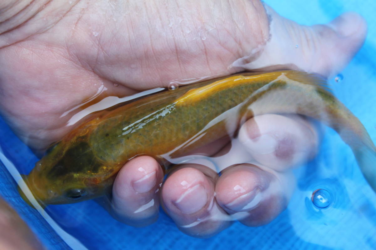 ★特選★令和３年産 大きくなる綺麗な網目のみどり鯉１４ｃｍ程度_画像1