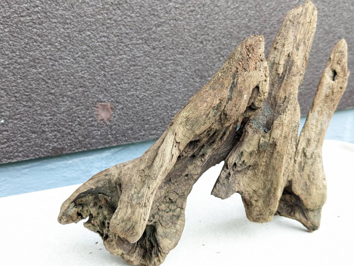  driftwood B29 26 centimeter 23 centimeter 10 centimeter G85 [ak pulling out ]