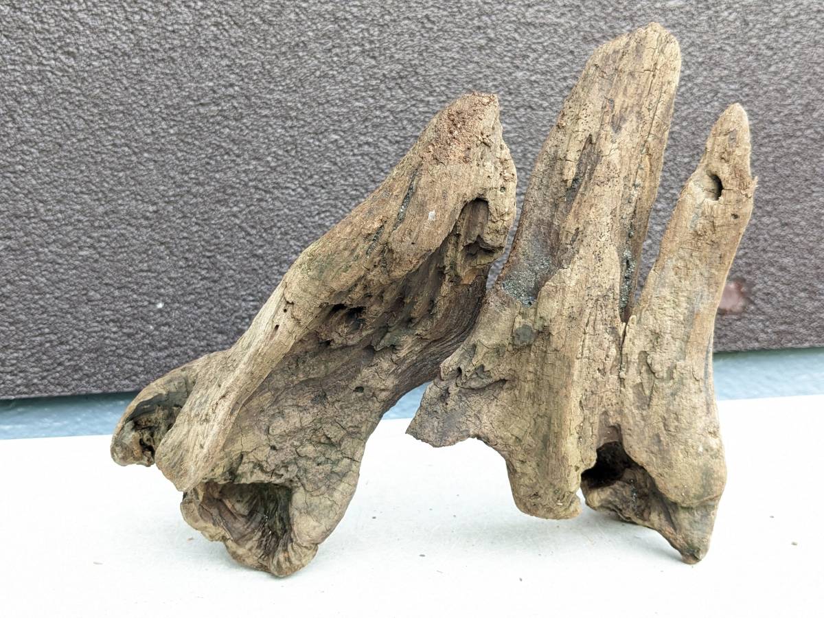  driftwood B29 26 centimeter 23 centimeter 10 centimeter G85 [ak pulling out ]