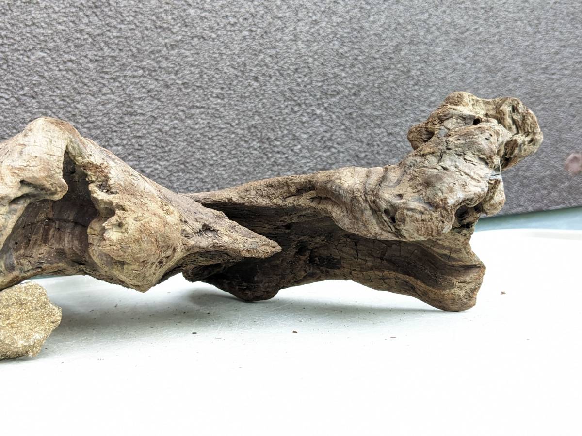  driftwood B29 26 centimeter 23 centimeter 10 centimeter G85 [ak pulling out ]