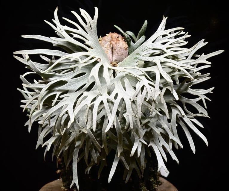 P.willinckii Bacteria 3〔ウィリンキーバクテリア〕ビカクシダ