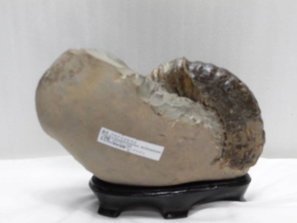 化石、パキデスモセラス、アンモナイト＝希少（殻付き、超巻き最高に良い）北海道、小平産_、、、、裏