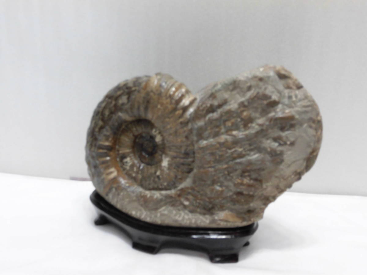 化石、パキデスモセラス、アンモナイト＝希少（殻付き、超巻き最高に良い）北海道、小平産_画像3