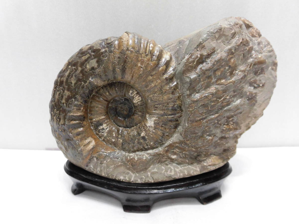 化石、パキデスモセラス、アンモナイト＝希少（殻付き、超巻き最高に良い）北海道、小平産_、前＝巻き最高に良い