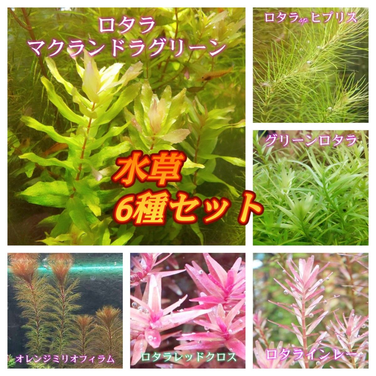 数量は多 水草3種セット ivv-jva.com