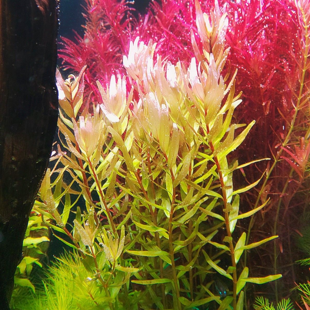 水草6点セット④ - 通販 - guianegro.com.br