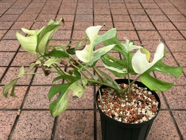 Rhaphidophora tetrasperma 'Paragon' ラフィドフォラ テトラスペルマ