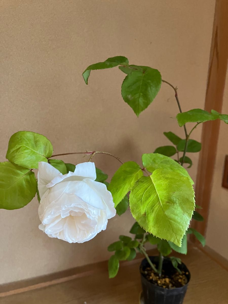 入手困難薔薇ウェディングローズ薔薇苗四季咲き挿木苗バラバラ苗薔薇