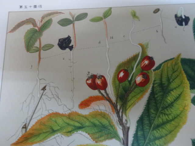  morning gong Ranma . plant map botanika lure toY.Kudo,Anal,C.Suzaki del,Tab,86 sheets 