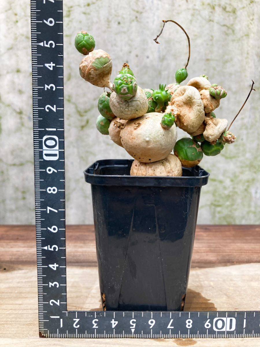 Euphorbia globosa E184【良型】 ユーフォルビア グロボーサ