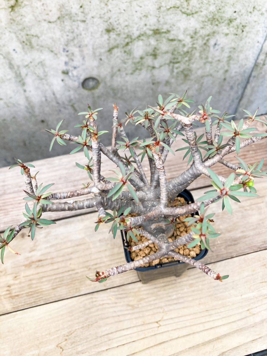 Euphorbia balsamifera E185【良型】 ユーフォルビア バルサミフェラ Euphorbia balsamifera E185【良型】 ユーフォルビア バルサミフェラ