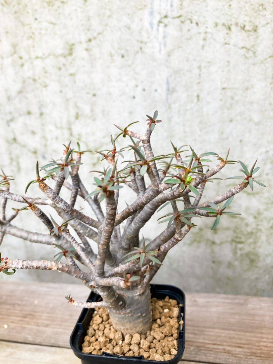Euphorbia balsamifera E185【良型】 ユーフォルビア バルサミフェラ Euphorbia balsamifera E185【良型】 ユーフォルビア バルサミフェラ