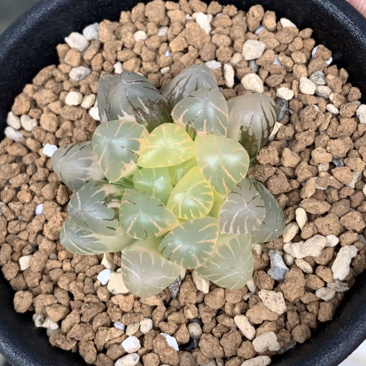 多肉植物 ハオルチア オブツーサ錦 OB-1 糊斑-