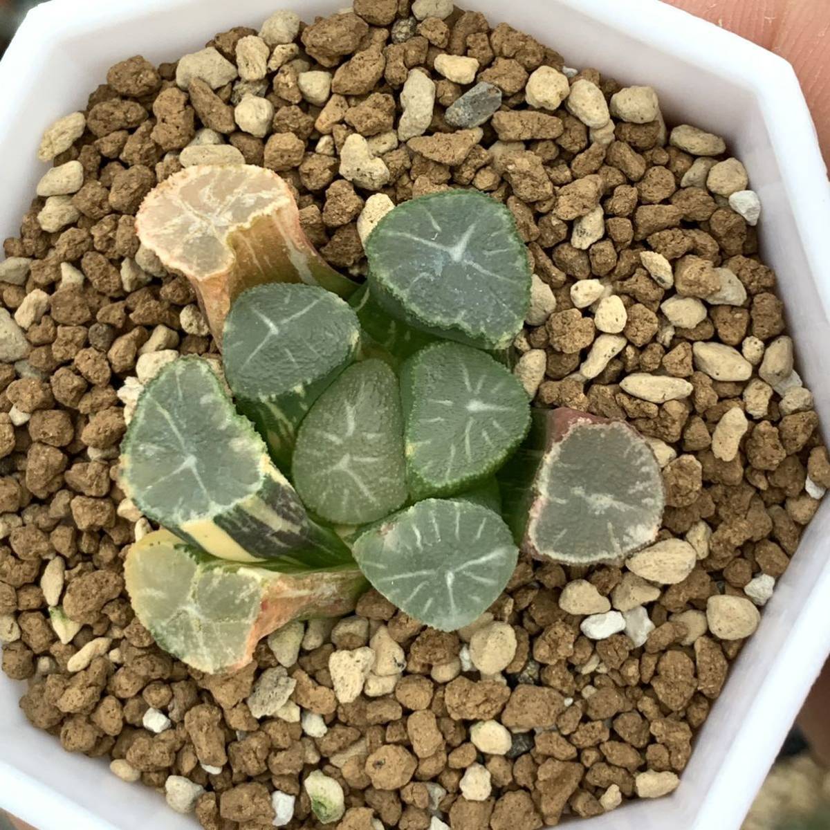 多肉植物 ハオルチア 万象錦 玉龍 | yellowgo-rilla.com