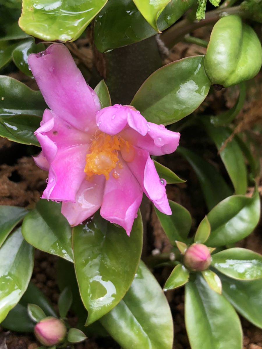 多肉植物・サボテン トゲ無しサクラキリン 多肉植物・サボテン トゲ無しサクラキリン