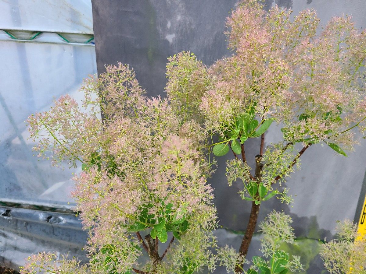W2スモークツリー白花接木高さ90cm6号鉢物大苗マロンホワイト