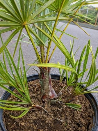  на данный момент товар!* коричневый meropsfmi белка selifela* двор для *Chamaerops humilis cerifera* коричневый merops( номер товара 8RE)