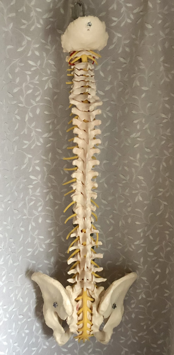 SOMSO ソムソ社 ドイツ製 脊椎骨盤模型 脊柱骨格模型 カイロ