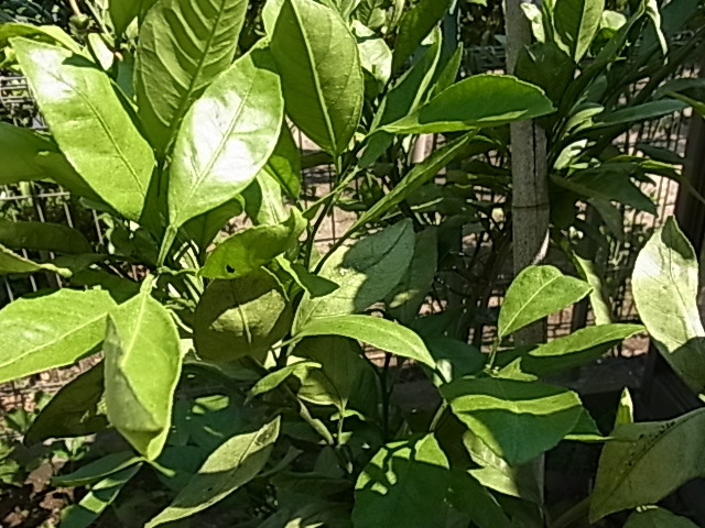 みかん・柑橘系の葉 50枚 餌用 アゲハチョウの幼虫 無農薬