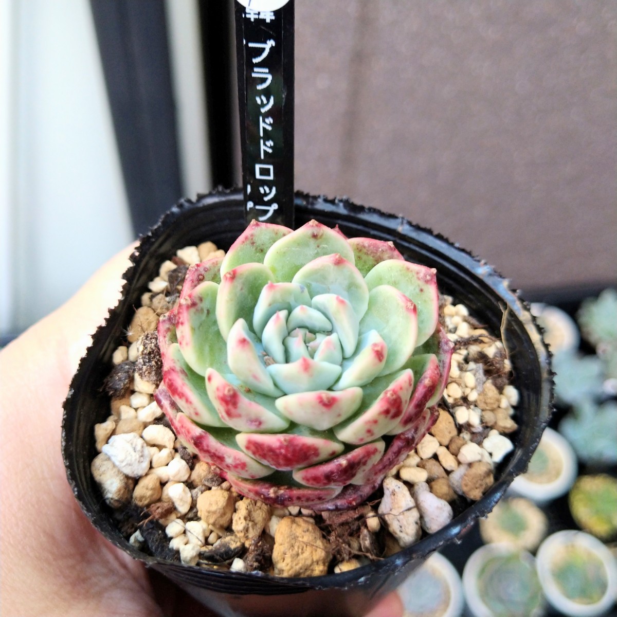Yahoo!オークション - 多肉植物 韓国苗 ブラッドドロップ Yahoo!オークション - 多肉植物 韓国苗 ブラッドドロップ